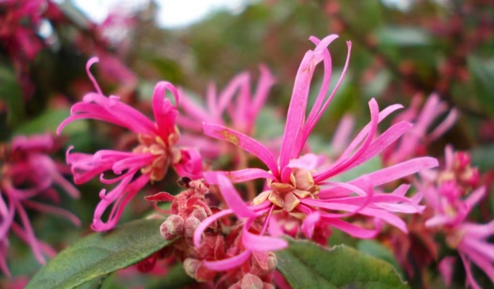 西湖公园的红花檵木提前开花了_湖南民生网·衡阳频道