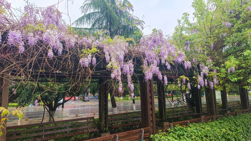 家乡美景风光秀蒸水南路这条紫藤花长廊如诗如画美不胜收