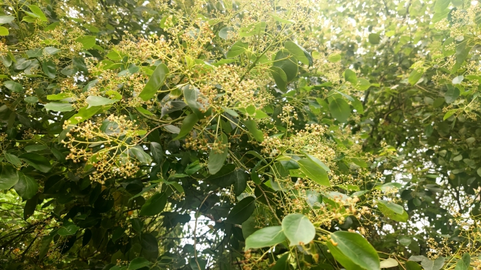 家乡美景风光秀香樟树开花了大街小道满城飘香