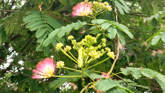 據瞭解,這種花名叫合歡花,別名叫夜合歡,絨花,馬纓花等,屬喬木類花卉